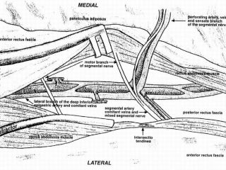 Perforator blood vessels and nerve coming from Deep Inferior Epigastric blood vessels and nerve